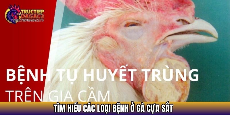 Bệnh Ở Gà Cựa Sắt - Cách Nhận Biết Cũng Như Điều Trị 2 Tìm hiểu tổng quan các loại bệnh ở gà cựa sắt