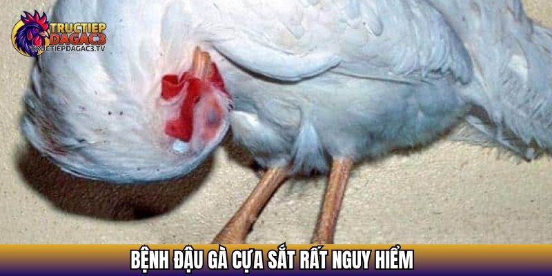 Bệnh Ở Gà Cựa Sắt - Cách Nhận Biết Cũng Như Điều Trị 3 Bệnh đậu gà cựa sắt rất nguy hiểm