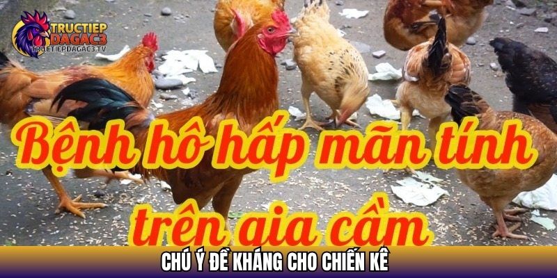 Bệnh Ở Gà Cựa Sắt - Cách Nhận Biết Cũng Như Điều Trị 4 Chú ý đề kháng cho chiến kê
