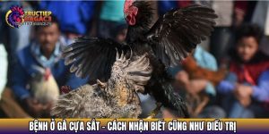 benh o ga cua sat