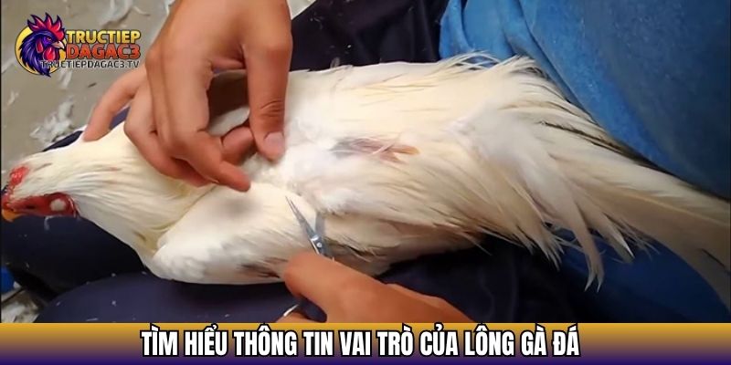 Cách Chăm Sóc Lông Gà Đá Đẹp, Mướt Và Bền Sức Khi Thi Đấu 2 Tìm hiểu thông tin vai trò của lông gà đá