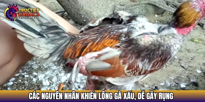 Cách Chăm Sóc Lông Gà Đá Đẹp, Mướt Và Bền Sức Khi Thi Đấu 3 Các nguyên nhân khiến lông gà xấu, dễ gãy rụng