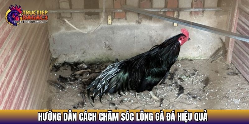 Cách Chăm Sóc Lông Gà Đá Đẹp, Mướt Và Bền Sức Khi Thi Đấu 4 Hướng dẫn cách chăm sóc lông gà đá hiệu quả