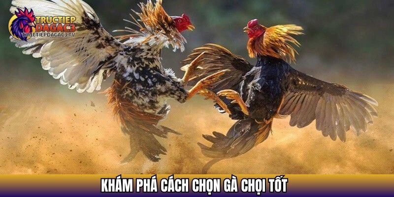 Bật Mí 05 Cách Chọn Gà Chọi Tốt Theo Hướng Dẫn Của Cao Thủ 2 Khám phá cách chọn gà chọi tốt