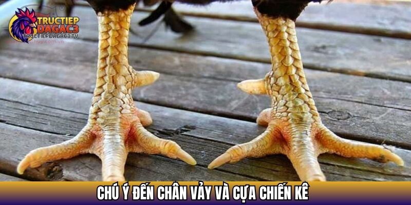 Bật Mí 05 Cách Chọn Gà Chọi Tốt Theo Hướng Dẫn Của Cao Thủ 3 Chú ý đến chân vảy và cựa chiến kê
