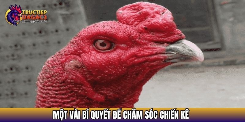 Bật Mí 05 Cách Chọn Gà Chọi Tốt Theo Hướng Dẫn Của Cao Thủ 4 Một vài bí quyết để chăm sóc chiến kê