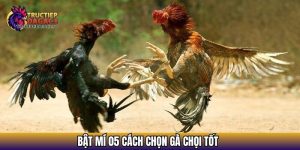 cach chon ga choi tot