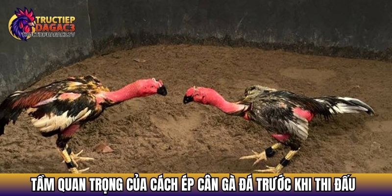 Cách Ép Cân Gà Đá Hiệu Quả – Bí Quyết Giữ Phong Độ Trước Trận 2 Tầm quan trọng của cách ép cân gà đá trước khi thi đấu