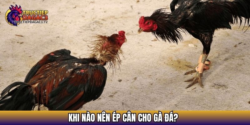 Cách Ép Cân Gà Đá Hiệu Quả – Bí Quyết Giữ Phong Độ Trước Trận 3 Khi nào nên ép cân cho gà đá?