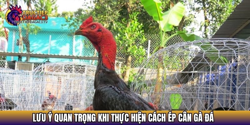 Cách Ép Cân Gà Đá Hiệu Quả – Bí Quyết Giữ Phong Độ Trước Trận 4 Lưu ý quan trọng khi thực hiện cách ép cân gà đá