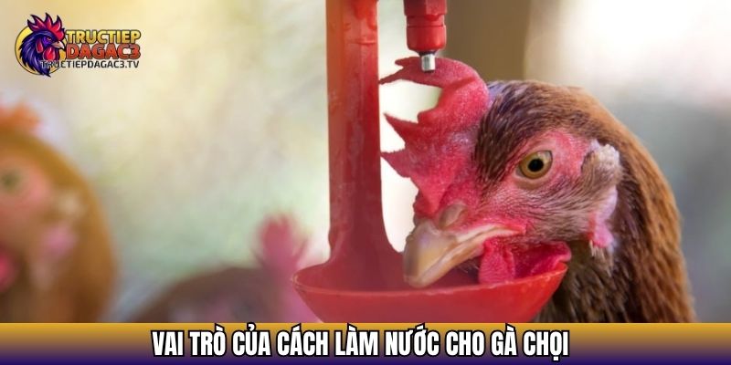 Cách Làm Nước Cho Gà Chọi - Bí Quyết Giúp Gà Bền Bỉ 2 Vai trò của cách làm nước cho gà chọi