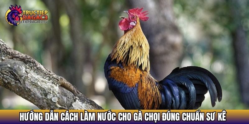 Cách Làm Nước Cho Gà Chọi - Bí Quyết Giúp Gà Bền Bỉ 3 Hướng dẫn cách làm nước cho gà chọi đúng chuẩn sư kê