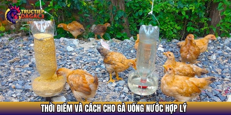 Cách Làm Nước Cho Gà Chọi - Bí Quyết Giúp Gà Bền Bỉ 4 Thời điểm và cách cho gà uống nước hợp lý