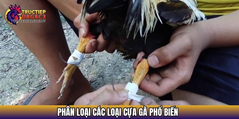 Cách Mài Cựa Gà Đúng Kỹ Thuật Giúp Tăng Sát Thương Khi Đá 2 Phân loại các loại cựa gà phổ biến