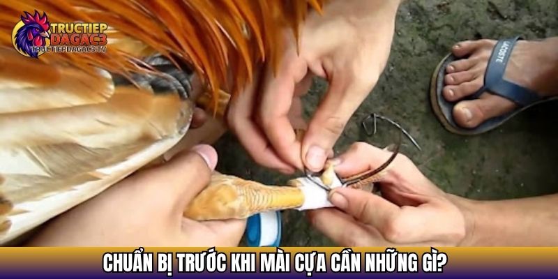 Cách Mài Cựa Gà Đúng Kỹ Thuật Giúp Tăng Sát Thương Khi Đá 3 Chuẩn bị trước khi mài cựa cần những gì?