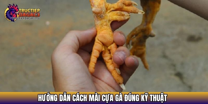 Cách Mài Cựa Gà Đúng Kỹ Thuật Giúp Tăng Sát Thương Khi Đá 4 Hướng dẫn cách mài cựa gà đúng kỹ thuật