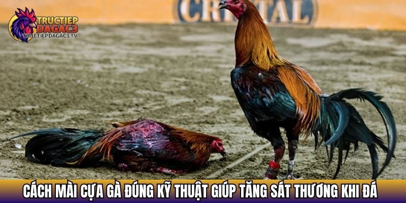 cach mai cua ga