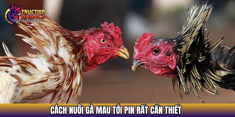 Bật Mí Cách Nuôi Gà Mau Tới Pin Hiệu Quả Từ Sư Kê Lão Làng 2 Cách nuôi gà mau tới pin rất cần thiết