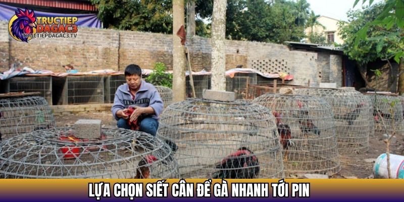 Bật Mí Cách Nuôi Gà Mau Tới Pin Hiệu Quả Từ Sư Kê Lão Làng 3 Lựa chọn siết cân để gà nhanh tới pin