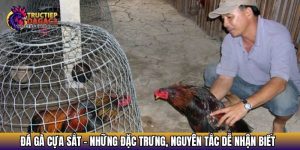 cach nuoi ga mau toi pin