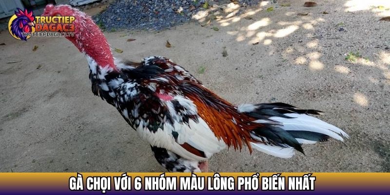 Gà chọi với 6 nhóm màu lông phổ biến nhất