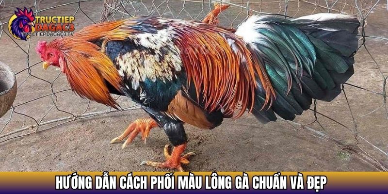 Hướng dẫn cách phối màu lông gà chuẩn và đẹp