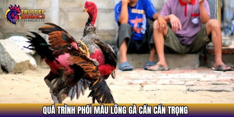 Quá trình phối màu lông gà cần cẩn trọng