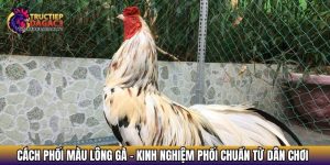 cach phoi mau long ga