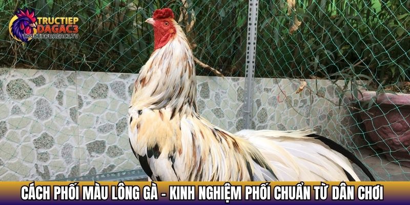 cach phoi mau long ga