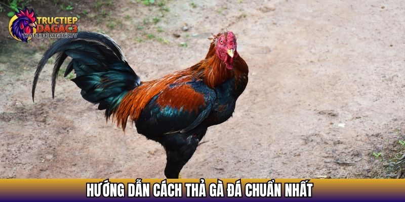 Cách Thả Gà Đá - Chi Tiết Thực Hiện An Toàn, Hiệu Quả 2025 3 Hướng dẫn cách thả gà đá chuẩn nhất