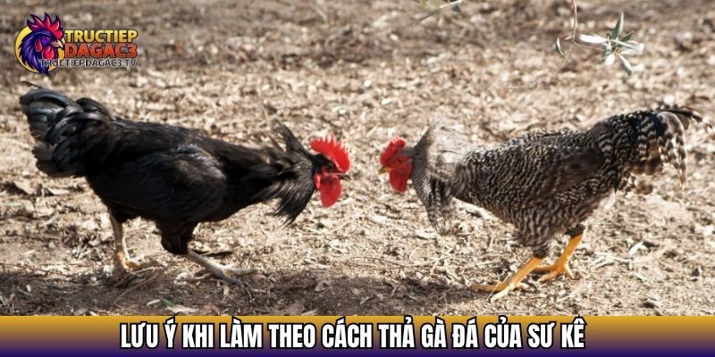 Cách Thả Gà Đá - Chi Tiết Thực Hiện An Toàn, Hiệu Quả 2025 4 Lưu ý khi làm theo cách thả gà đá của sư kê