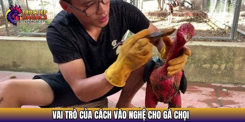 Cách Vào Nghệ Cho Gà Chọi Đúng Kỹ Thuật Chịu Đòn Tốt 2 Vai trò của cách vào nghệ cho gà chọi