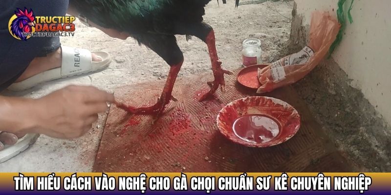 Cách Vào Nghệ Cho Gà Chọi Đúng Kỹ Thuật Chịu Đòn Tốt 4 Tìm hiểu cách vào nghệ cho gà chọi chuẩn sư kê chuyên nghiệp