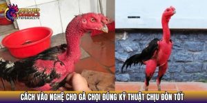 cach vao nghe cho ga