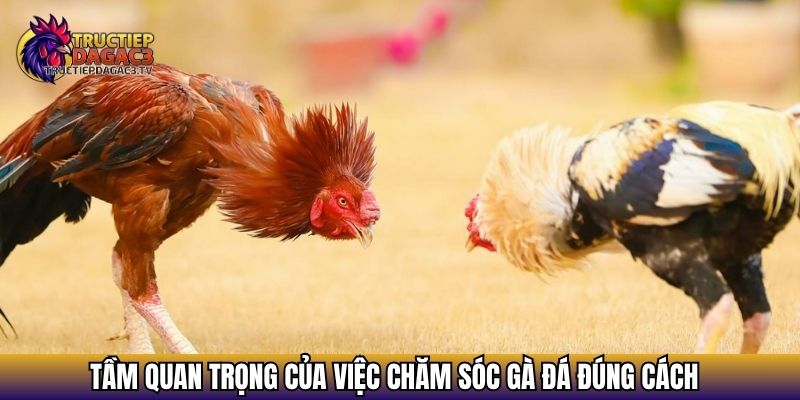Tầm quan trọng của việc chăm sóc gà đá đúng cách