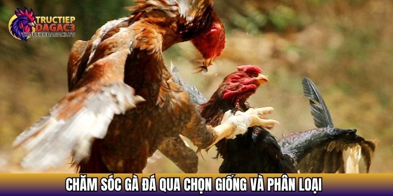 Chăm sóc gà đá qua chọn giống và phân loại