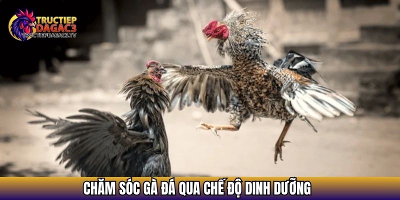Chăm sóc gà đá qua chế độ dinh dưỡng