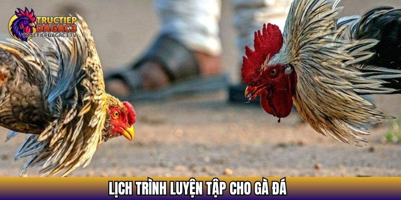 Lịch trình luyện tập cho gà đá