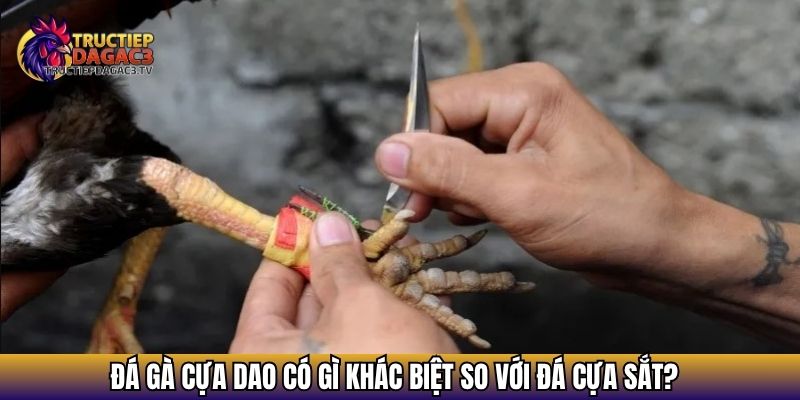 Đá Gà Cựa Dao - Tất Tần Tật Về Thể Loại Đá Gà Kịch Tính Nhất 2 Đá gà cựa dao có gì khác biệt so với đá cựa sắt?