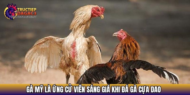 Đá Gà Cựa Dao - Tất Tần Tật Về Thể Loại Đá Gà Kịch Tính Nhất 3 Gà Mỹ là ứng cử viên sáng giá khi Đá gà cựa dao