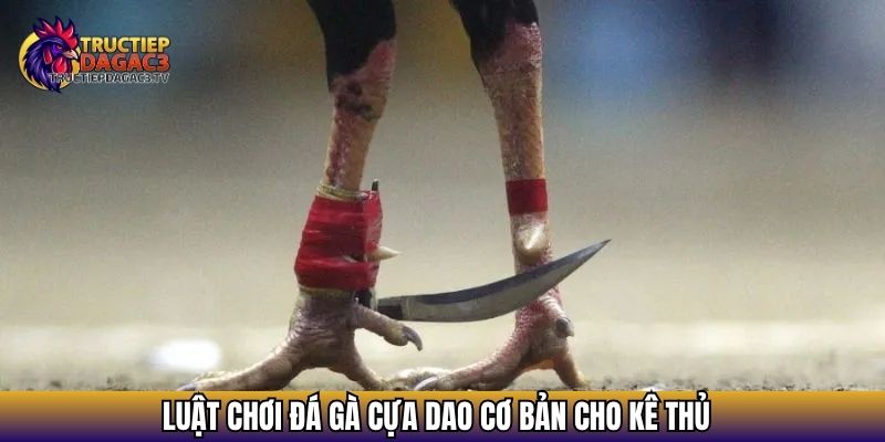 Đá Gà Cựa Dao - Tất Tần Tật Về Thể Loại Đá Gà Kịch Tính Nhất 4 Luật chơi Đá gà cựa dao cơ bản cho kê thủ