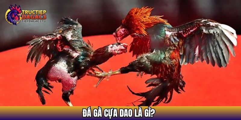 Đá gà cựa dao là gì?