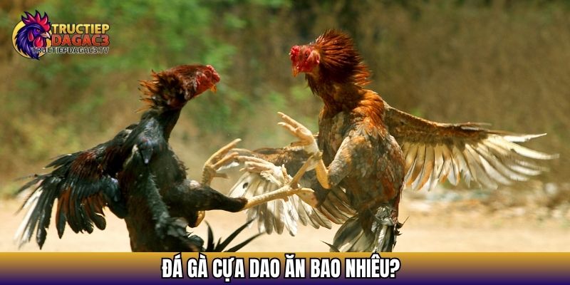 Đá gà cựa dao ăn bao nhiêu?