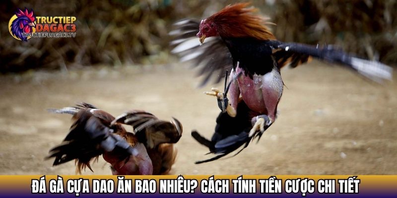 da ga cua dao an bao nhieu