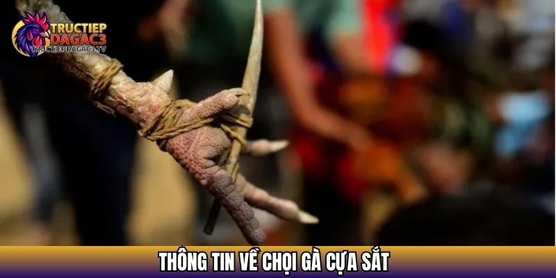 Thông tin về chọi gà cựa sắt