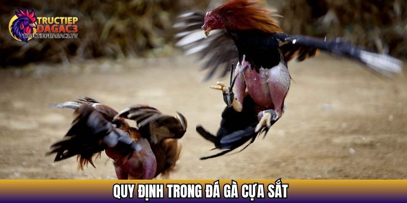 Quy định trong đá gà cựa sắt