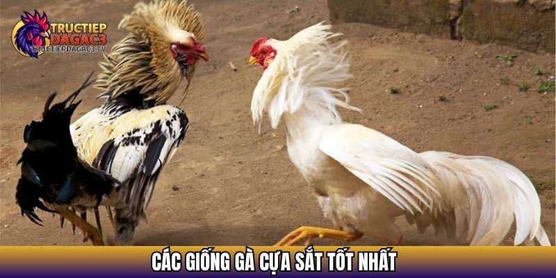 Các giống gà cựa sắt tốt nhất