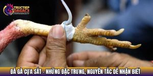 da ga cua sat