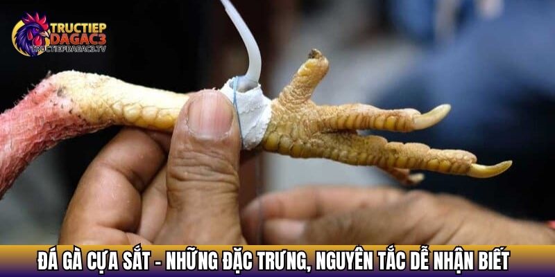 da ga cua sat