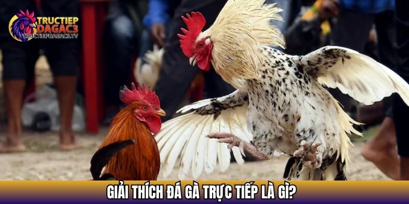 Đá Gà Trực Tiếp Hôm Nay – Xem Đá Gà Cực Nóng Và Kịch Tính 2 Giải thích đá gà trực tiếp là gì?